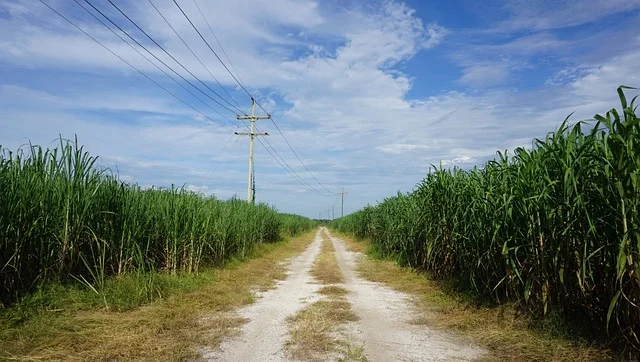 Louisiana road